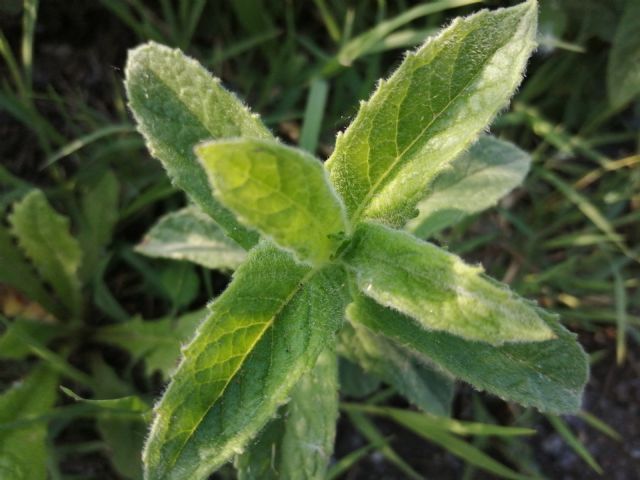 Mentha gr. spicata