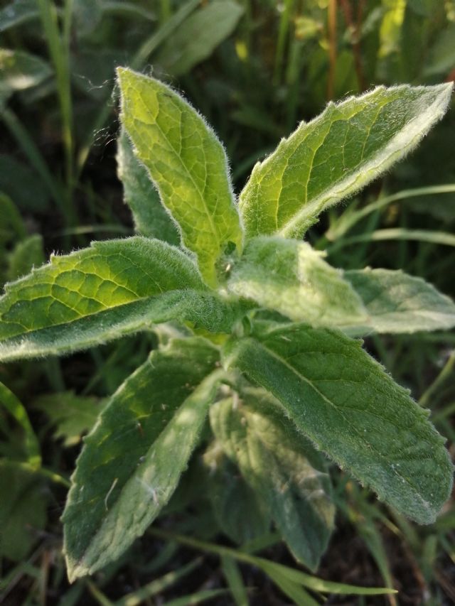 Mentha gr. spicata