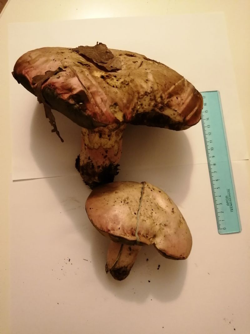 Rubroboletus pulchrotinctus?