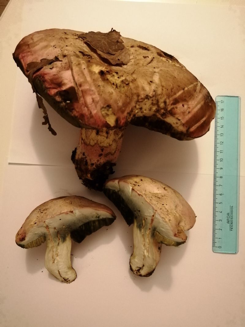 Rubroboletus pulchrotinctus?