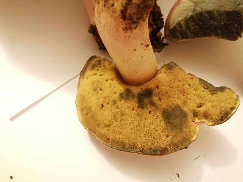 Rubroboletus pulchrotinctus?