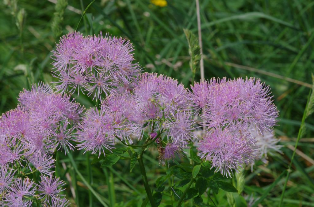 Thalictrum aquilegifolium / Pigamo colombino