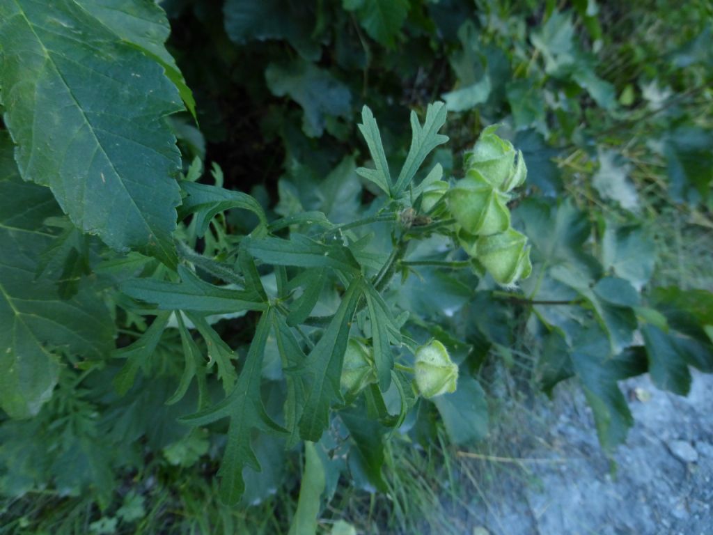 Malva alcea / Malva alcea