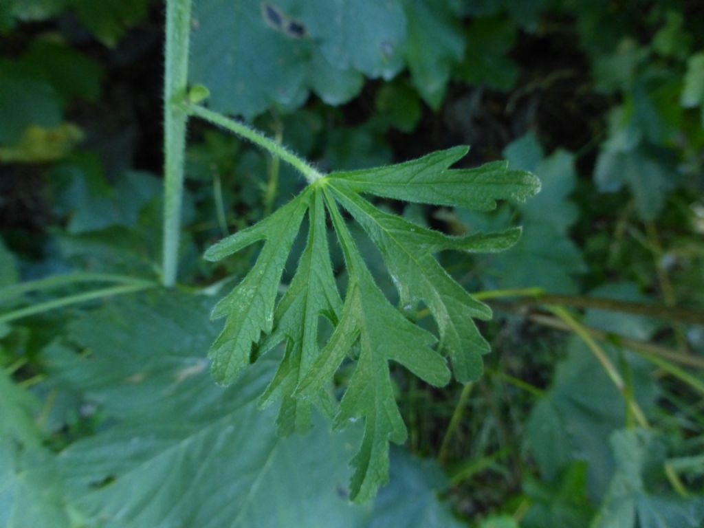 Malva alcea / Malva alcea