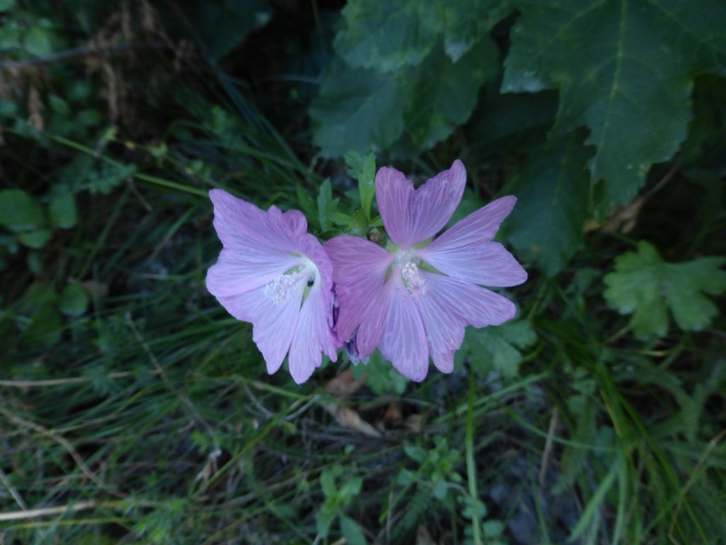 Malva alcea / Malva alcea