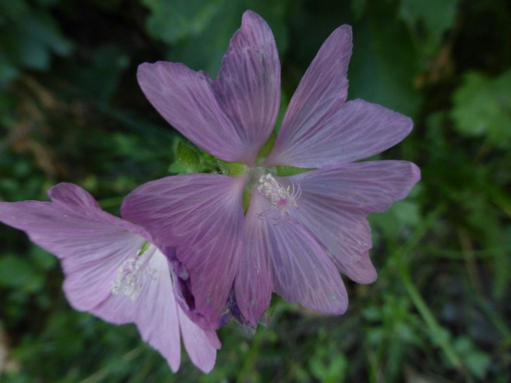 Malva alcea / Malva alcea