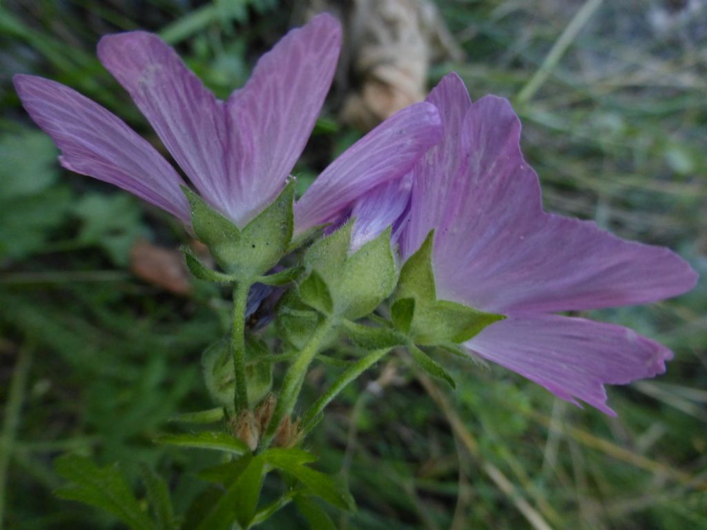 Malva alcea / Malva alcea