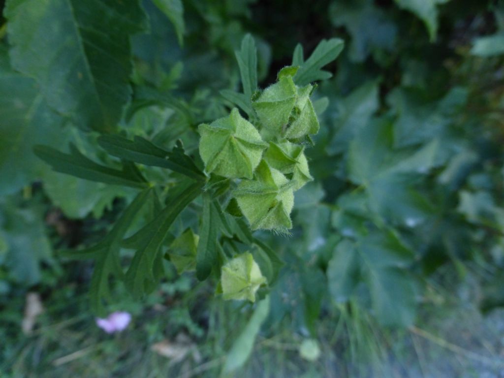 Malva alcea / Malva alcea