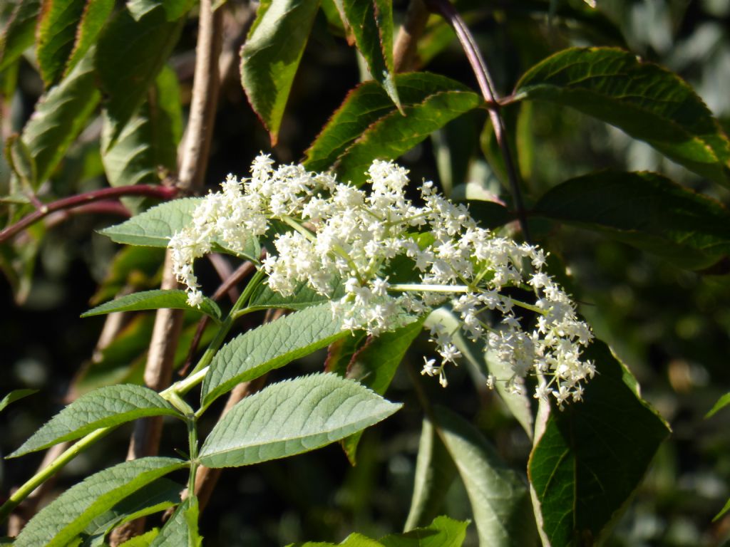 Fioriture autunnali