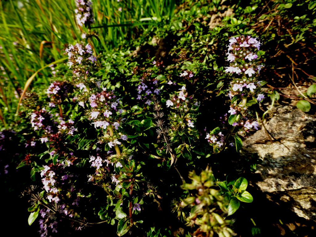 Fioriture autunnali