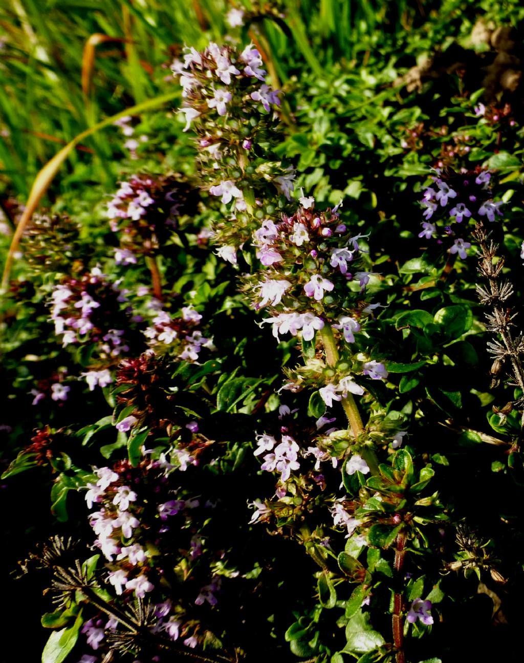 Fioriture autunnali