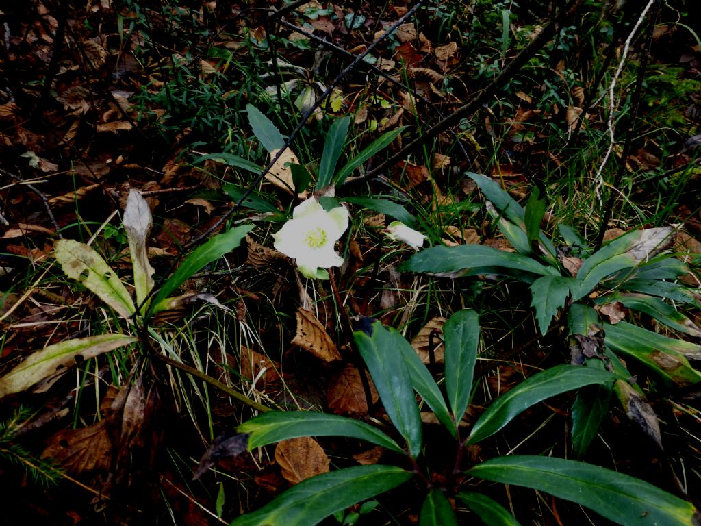 Fioriture autunnali