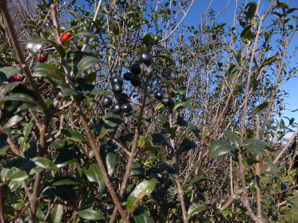 identificzione arbusto - Phillyrea latifolia