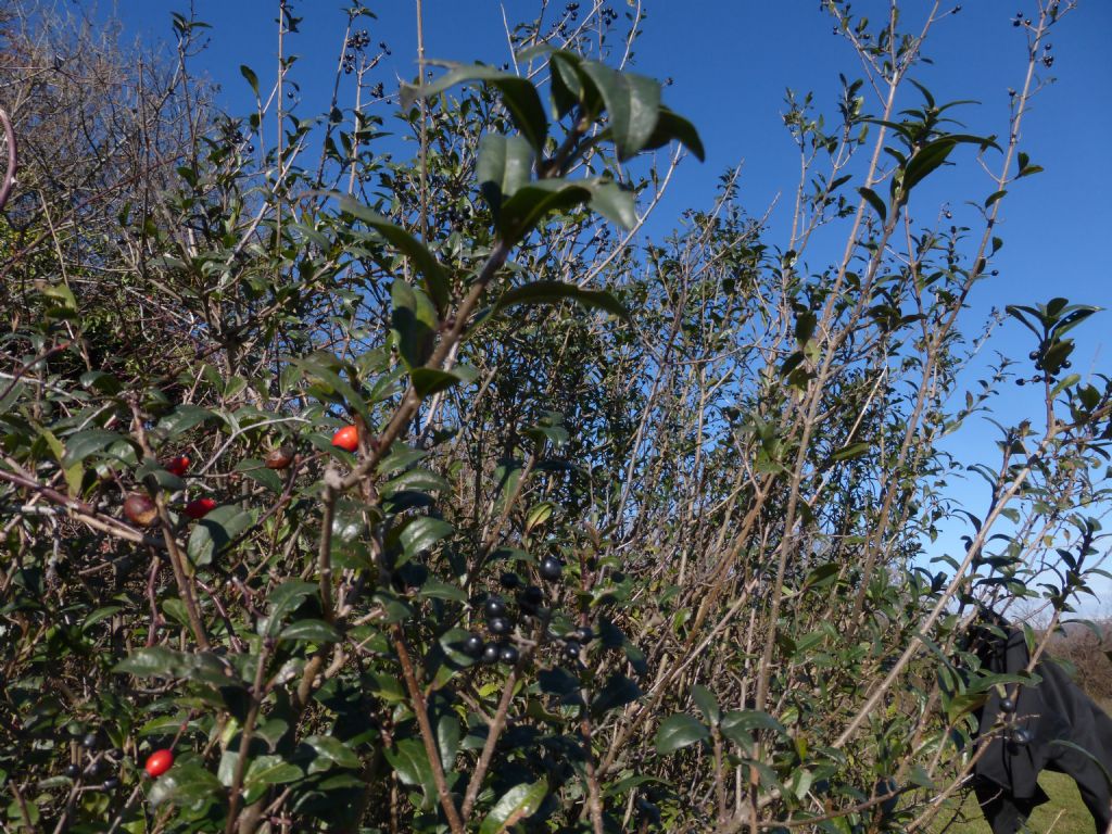 identificzione arbusto - Phillyrea latifolia