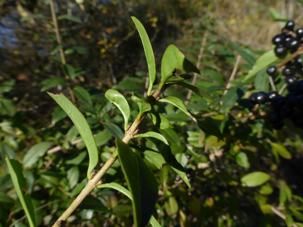 identificzione arbusto - Phillyrea latifolia