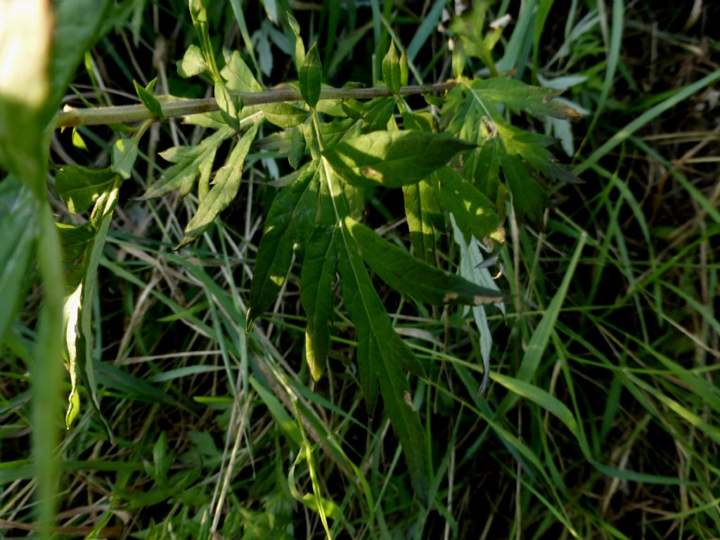 Artemisia verlotiorum