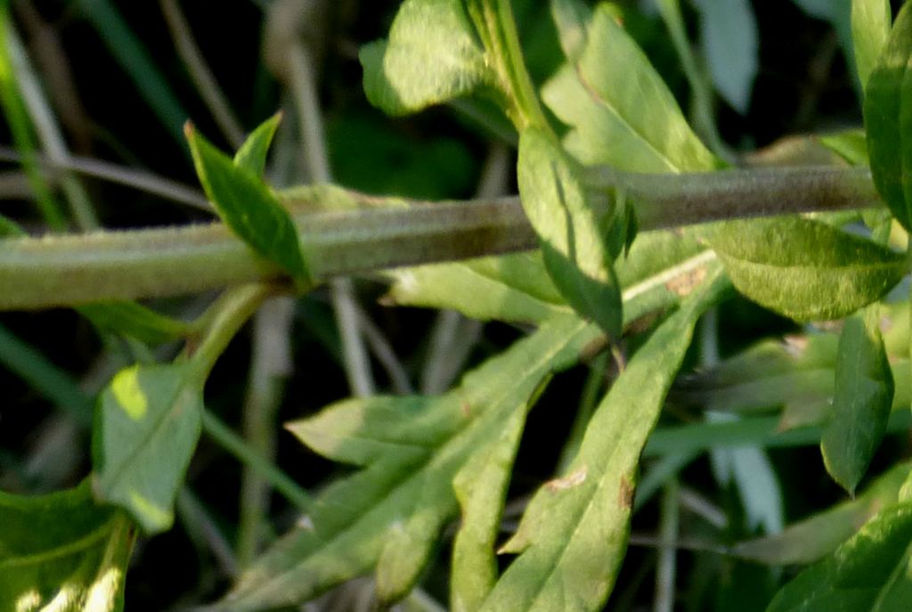 Artemisia verlotiorum