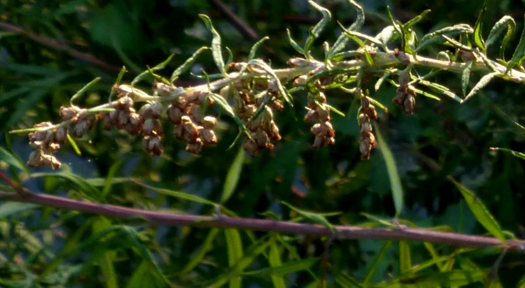 Artemisia verlotiorum