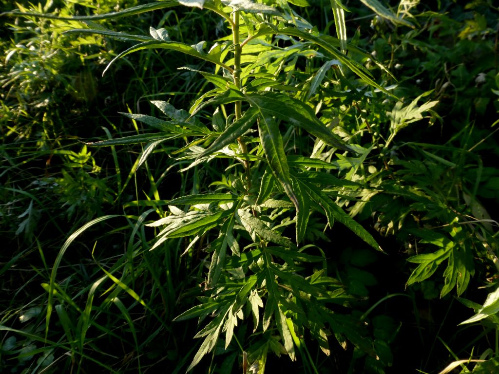 Artemisia verlotiorum