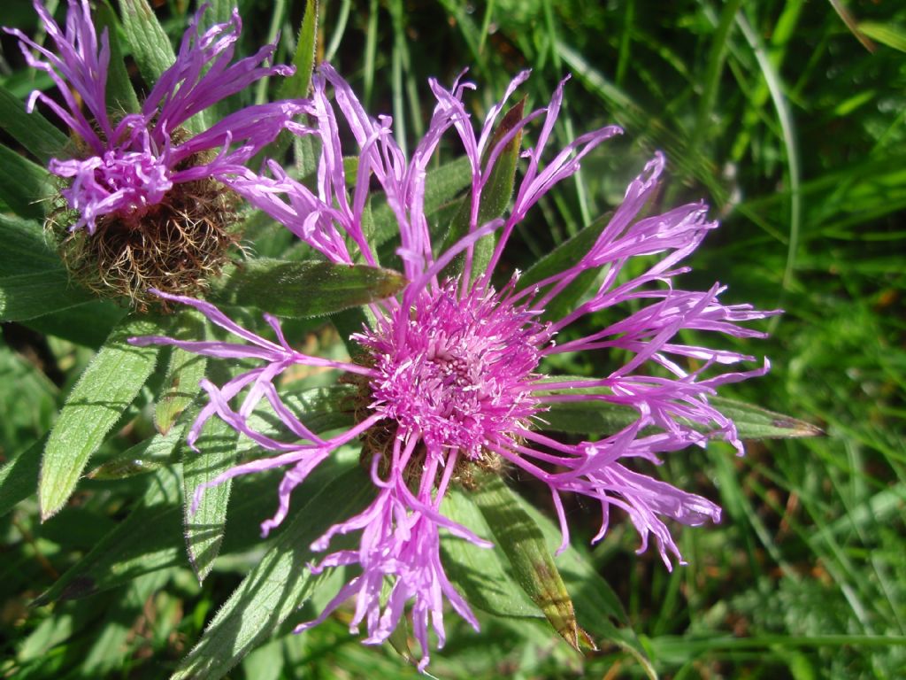 Centaurea nervosa