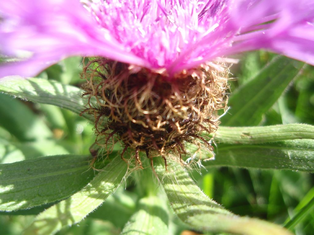 Centaurea nervosa