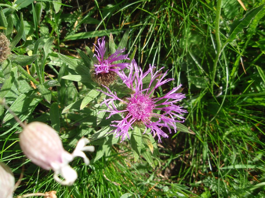 Centaurea nervosa