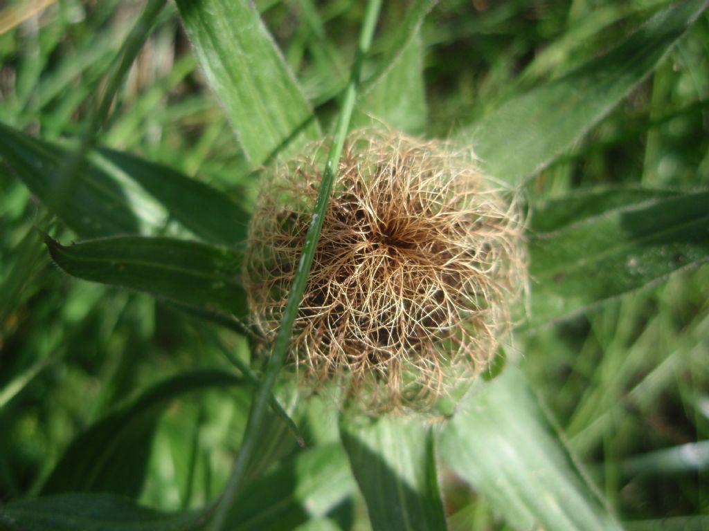 Centaurea nervosa