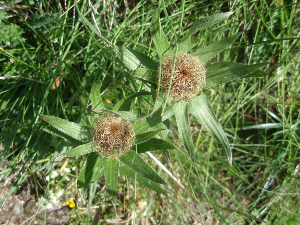 Centaurea nervosa