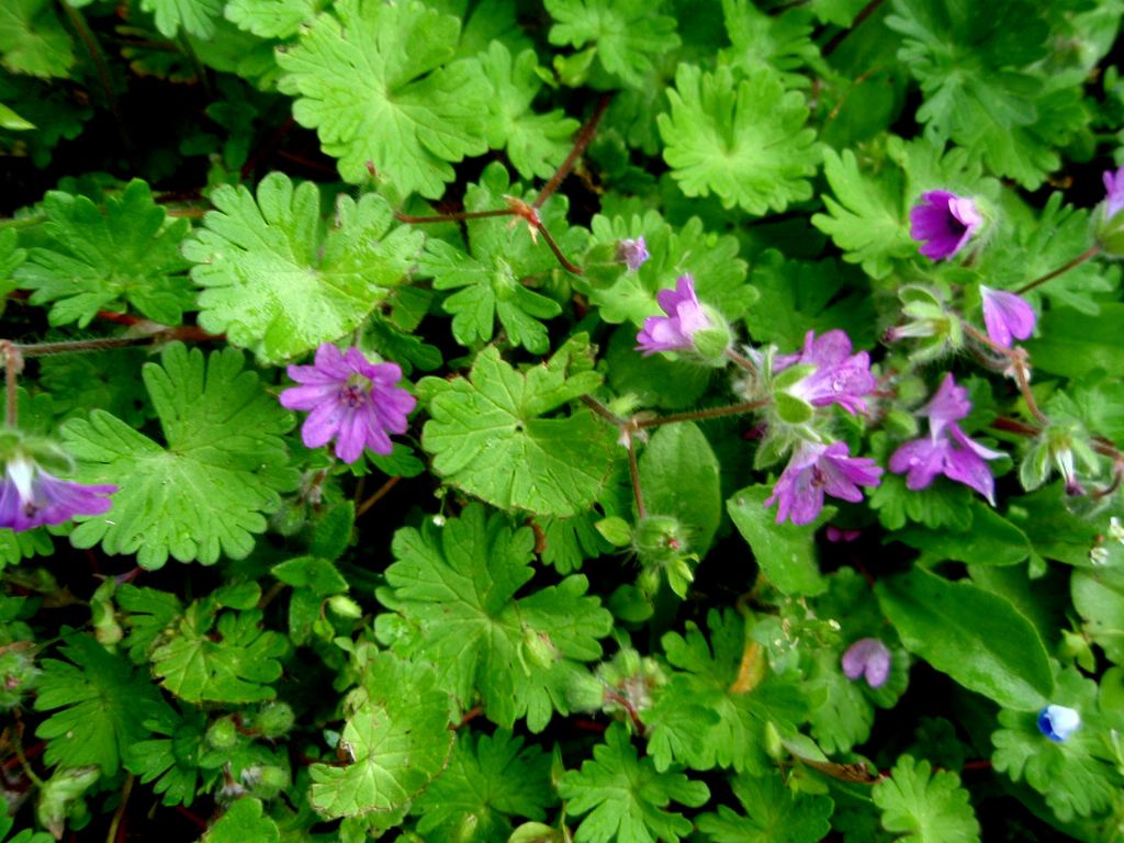 Geranium molle