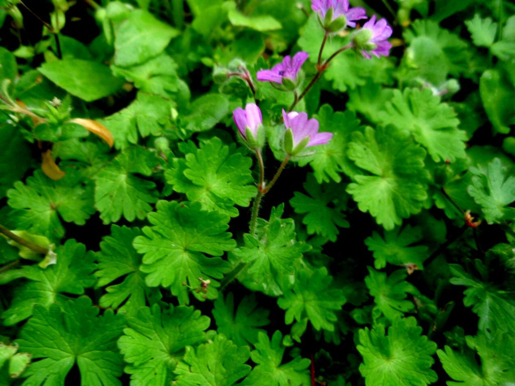 Geranium molle