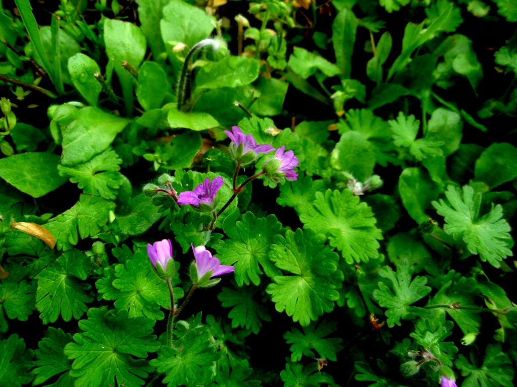 Geranium molle