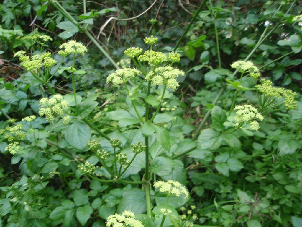 Apiacea - Smyrnium olusatrum