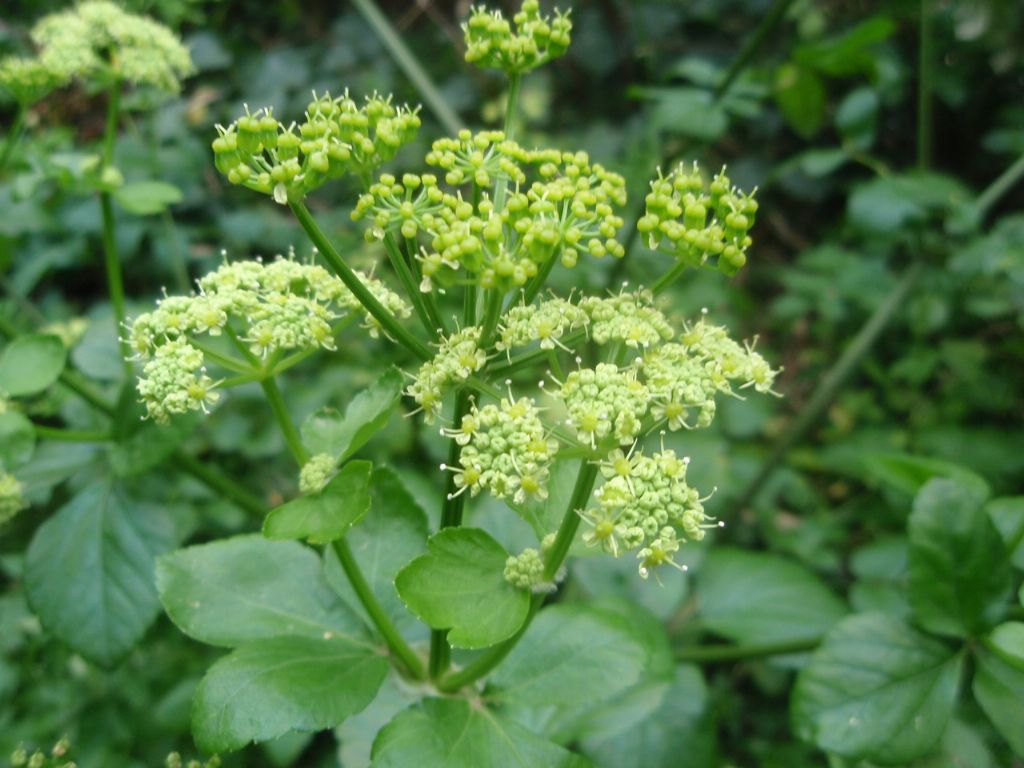 Apiacea - Smyrnium olusatrum