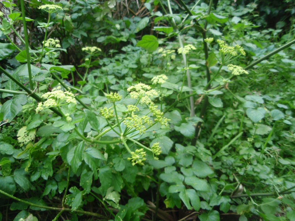 Apiacea - Smyrnium olusatrum