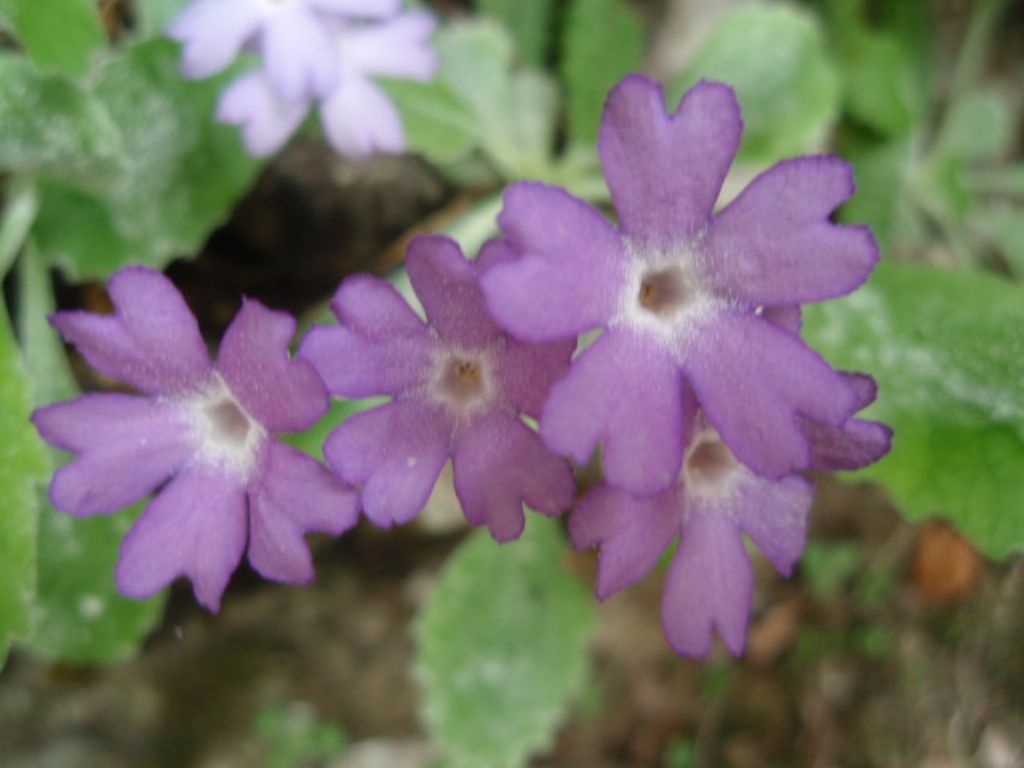 In Val d''Ancogno ad ammirare la Primula albenensis