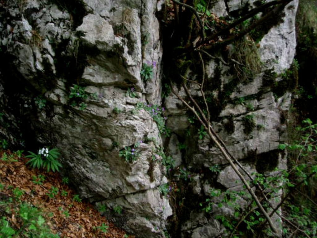 In Val d''Ancogno ad ammirare la Primula albenensis