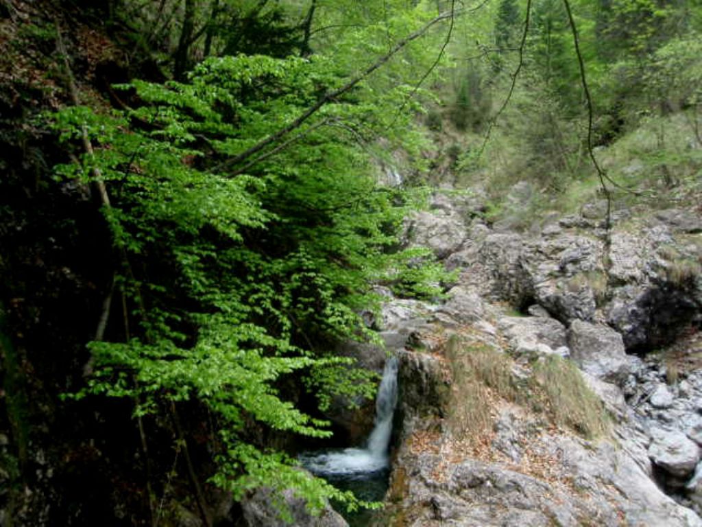 In Val d''Ancogno ad ammirare la Primula albenensis