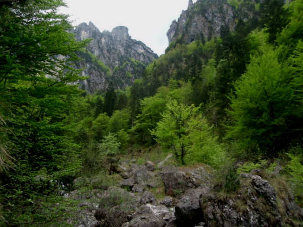 In Val d''Ancogno ad ammirare la Primula albenensis