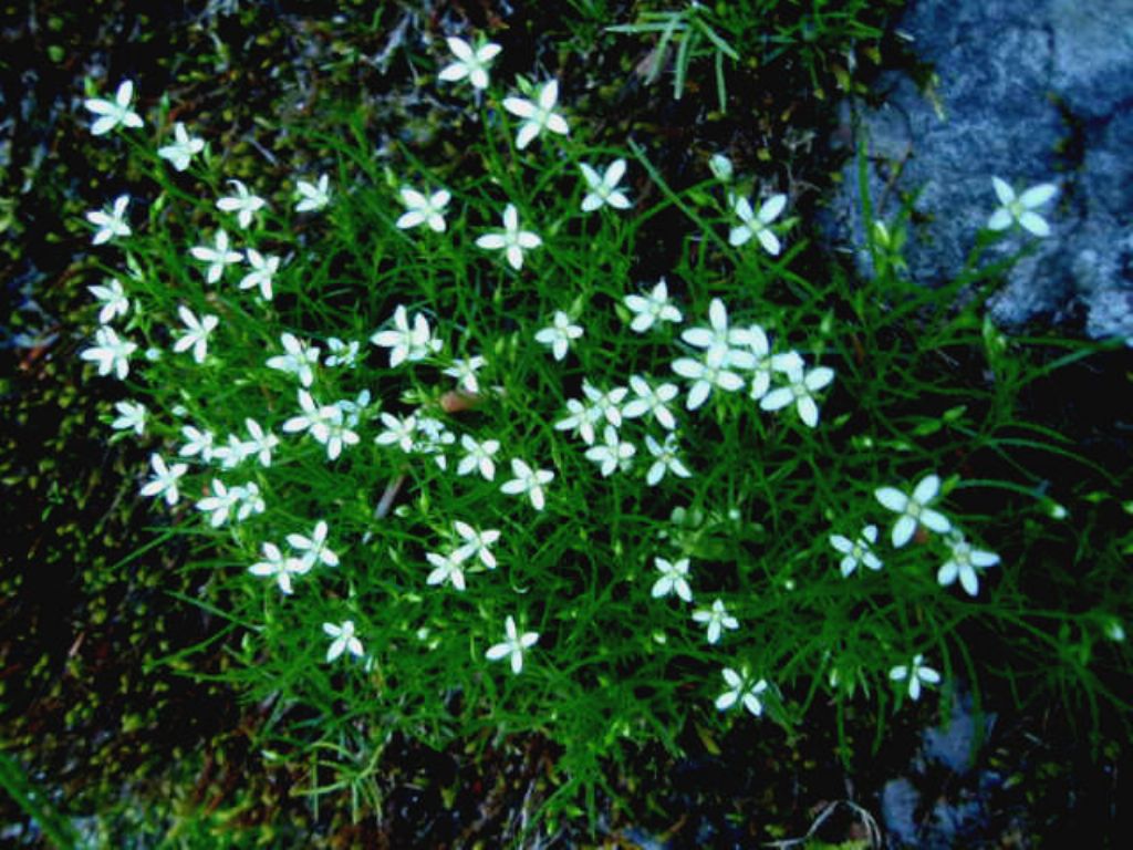 Moehringia muscosa