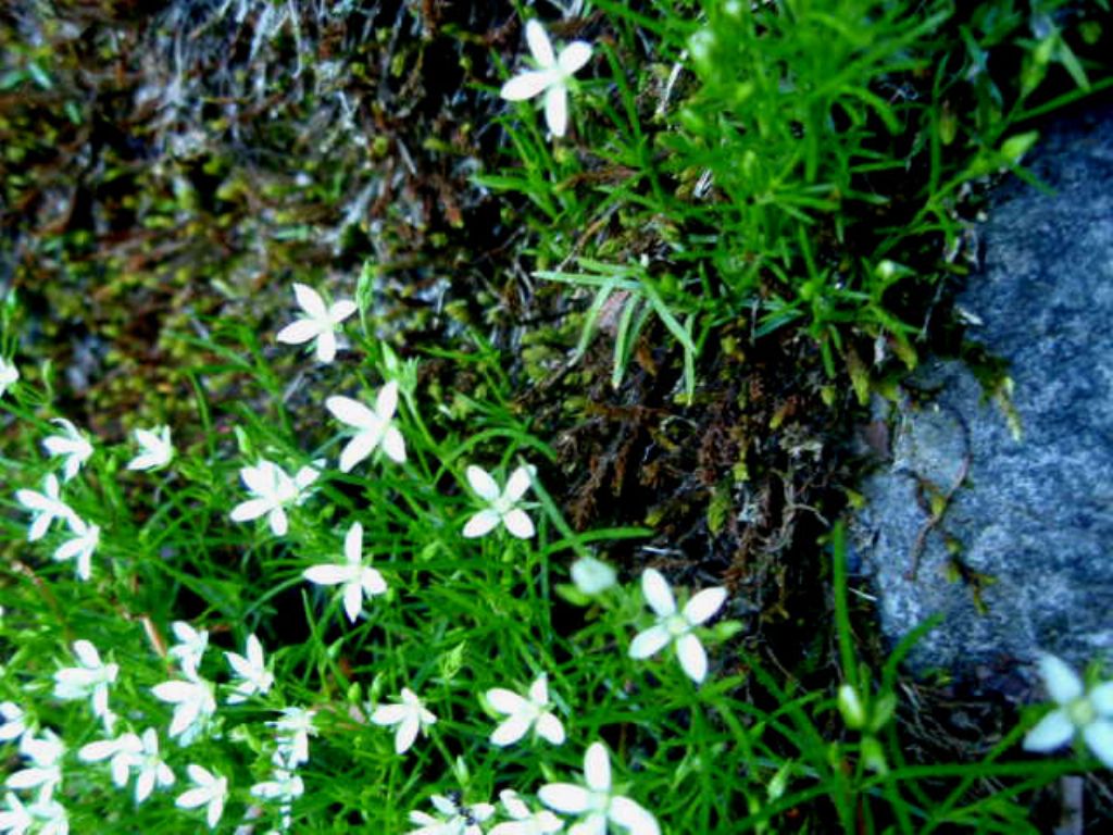 Moehringia muscosa