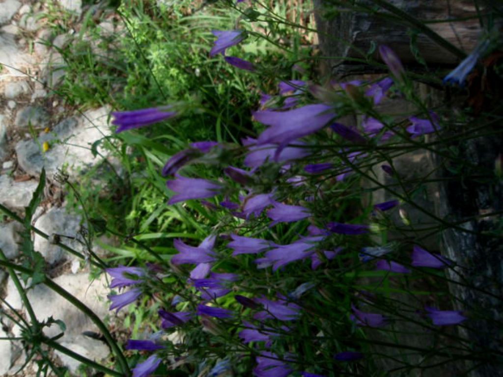 Campanula sibirica