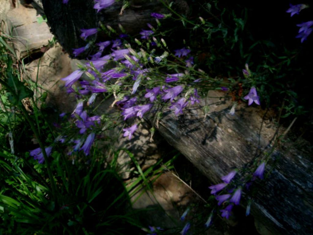 Campanula sibirica