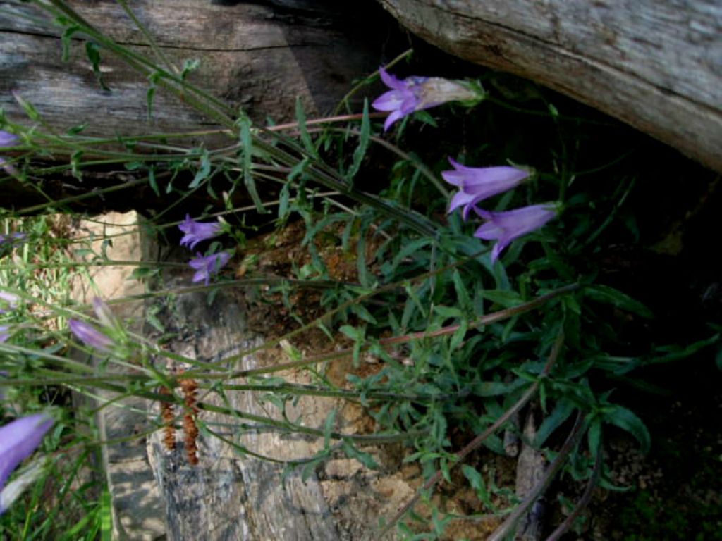 Campanula sibirica