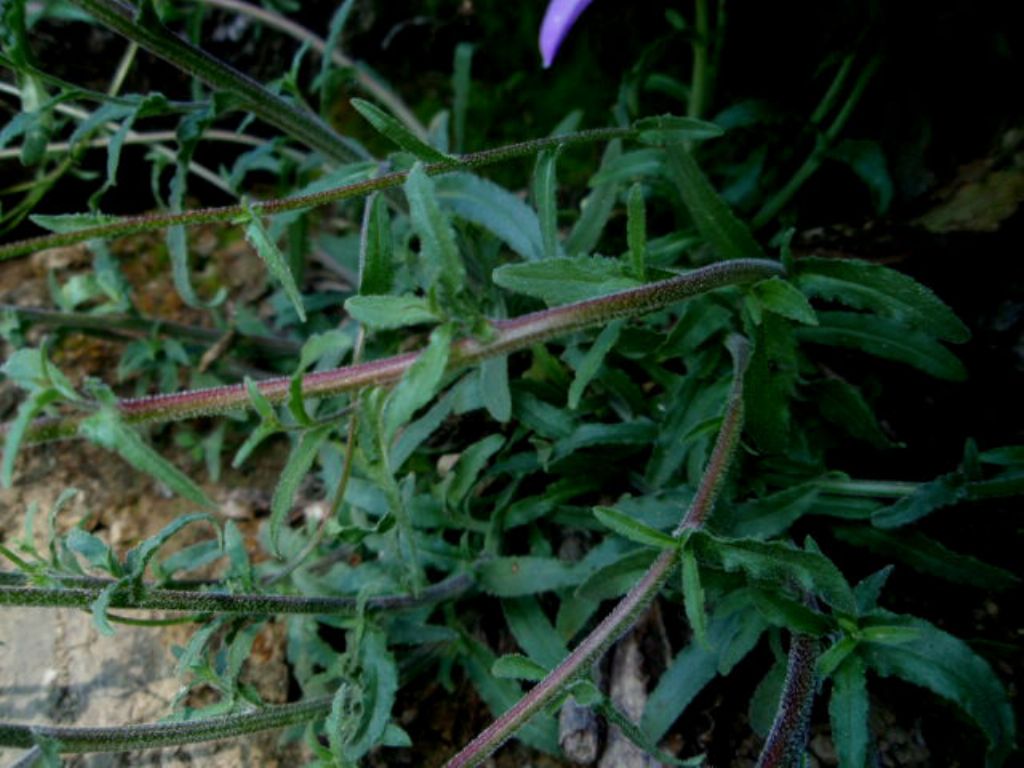 Campanula sibirica