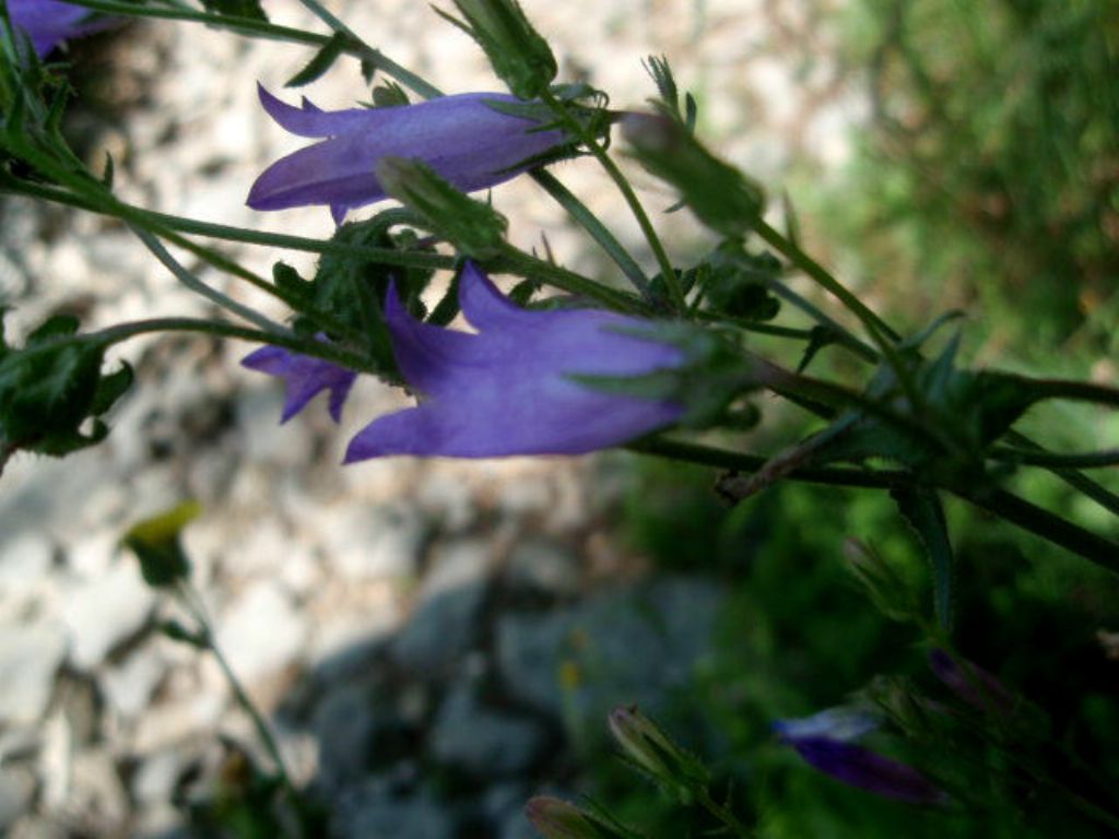 Campanula sibirica