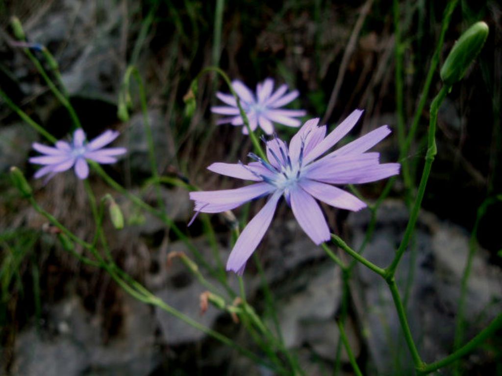 Lactuca perennis