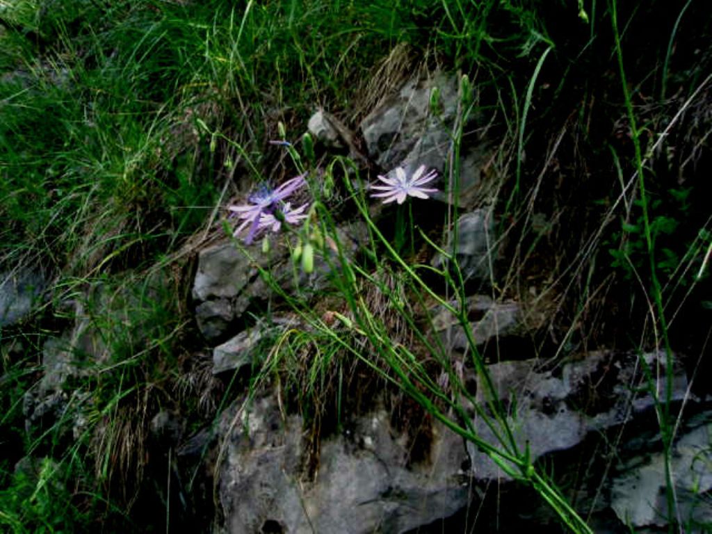 Lactuca perennis