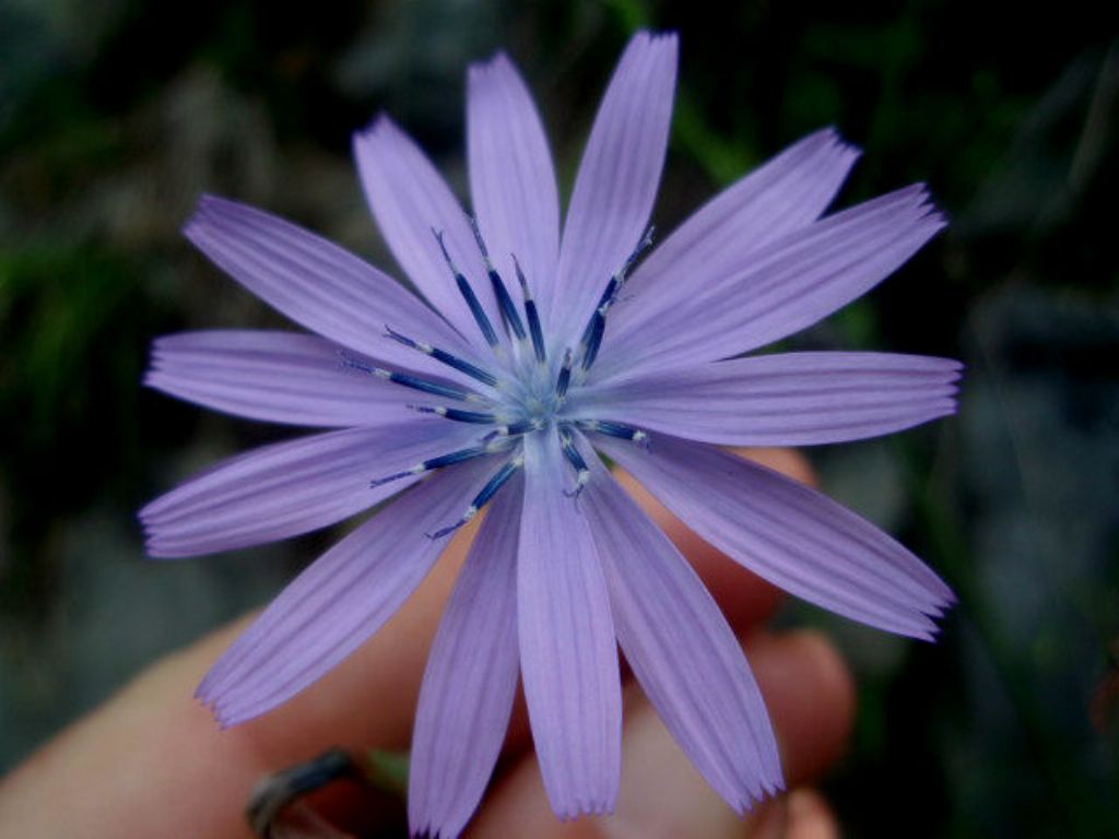 Lactuca perennis