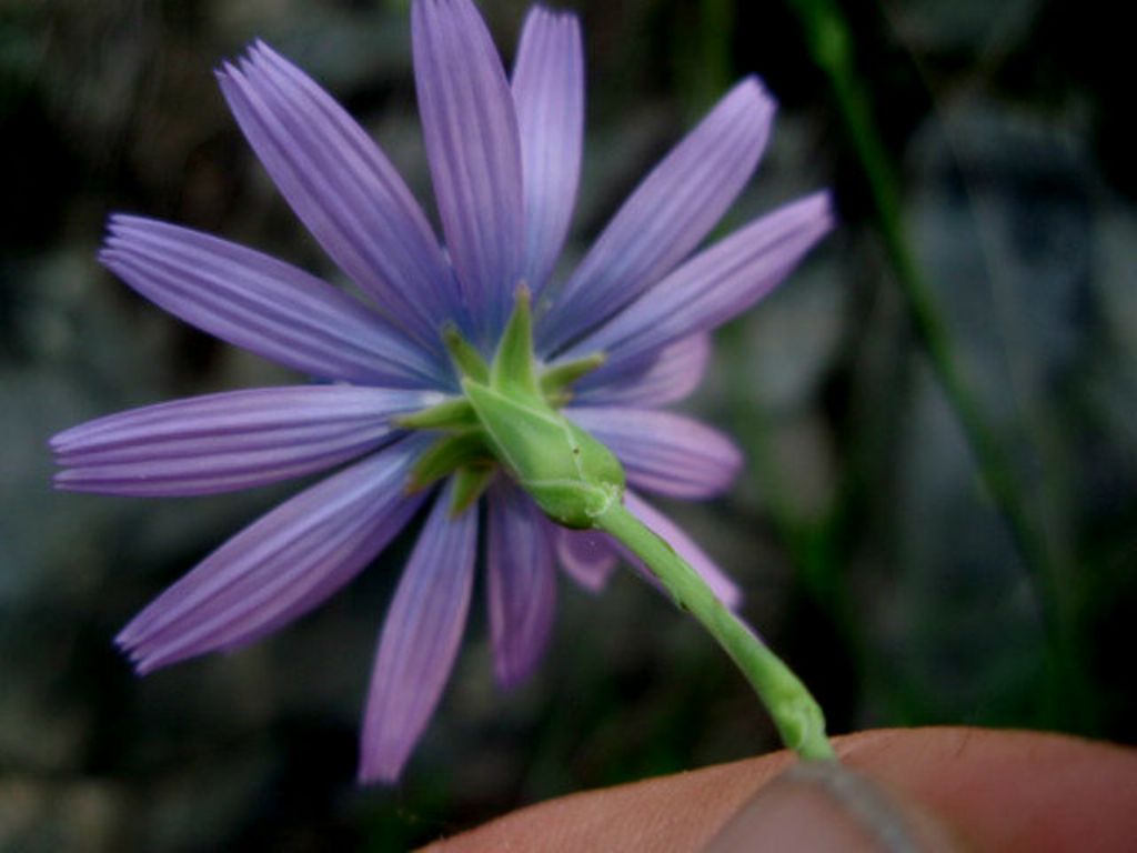 Lactuca perennis