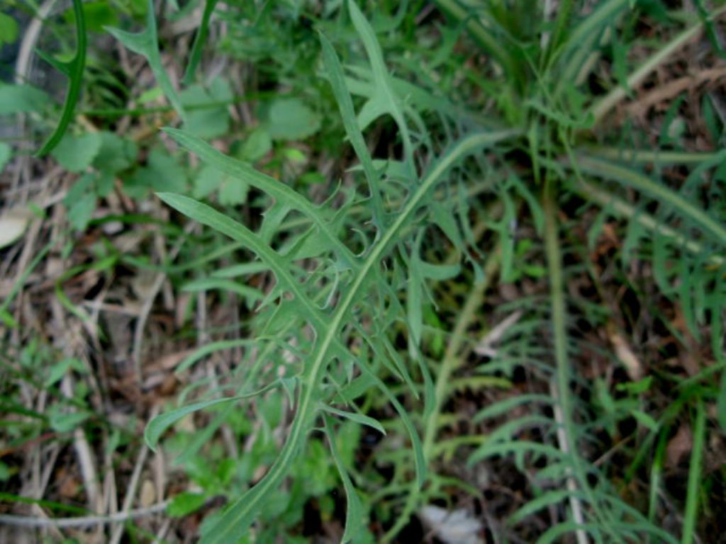 Lactuca perennis